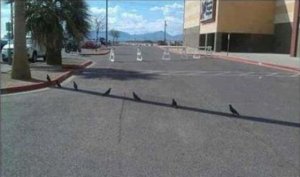 fotó:theoddstuff.com